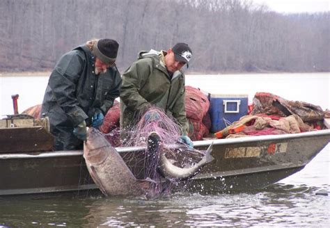 Running a Gill Net to Collect Fish Samples - Instructables - balustradellc