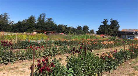 Running a Successful U-Pick Flower Farm - Bootstrap … - raincitystudios.com