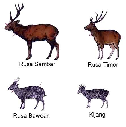 Rusa - Wikipedia bahasa Indonesia, ensiklopedia bebas - muktibox.com
