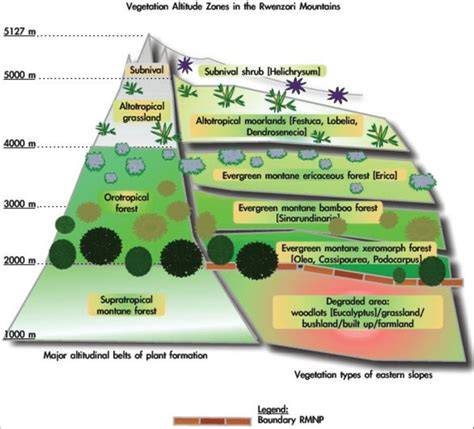 Rwenzori Mountains Vegetation Zones - raincitystudios.com