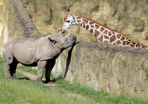 RWP Wildlife: Giraffe and Rhino