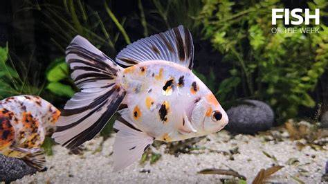 Ryukin Goldfish; Care Guide, Lifespan, and More - The … - raincitystudios.com