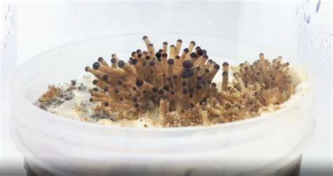 Ryza's Mycopedia - Soybean Hulls | Ryza - raincitystudios.com
