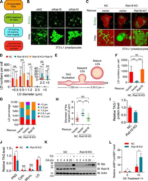 Rab18 promotes lipid droplet (LD) growth by tethering the ER to …