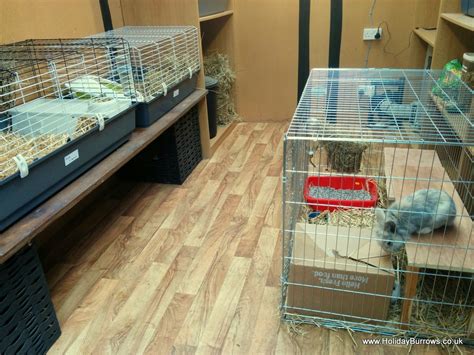 Rabbit Boarding Local Pet & Animal Services in Ontario - Kijiji