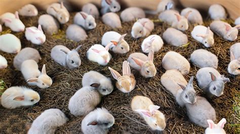 Rabbit Farm in Turlock, CA with Reviews - Yellow Pages