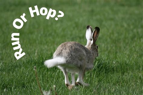 Rabbit Hop: Do Rabbits Walk or Hop? - (With Video)