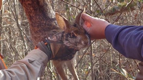 Rabbit Hunting Season In Kentucky – PrecisionOutdoors