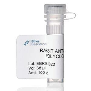 Rabbit anti Mouse albumin - Nordic MUbio