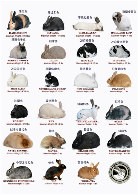 Rabbit breeding English