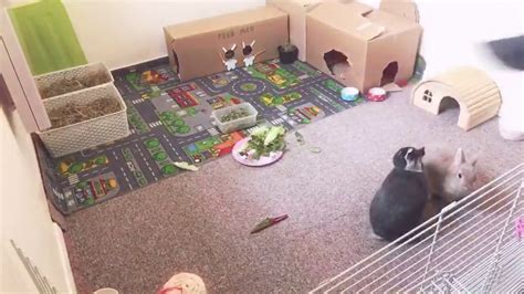 Watch this live live streaming guinea pig and rabbit webcam located in Tustin, CA | Professional Webcam Hardware & Live Streaming Solutions! You May Also Enjoy... See …. 