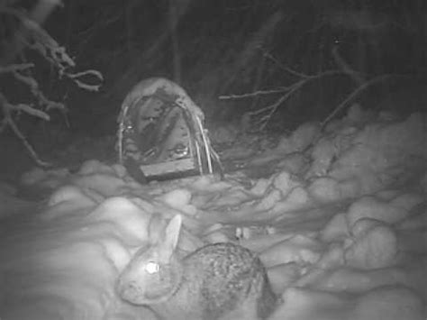 Rabbit cam porn. Things To Know About Rabbit cam porn. 
