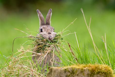 Rabbit eating. Things To Know About Rabbit eating. 