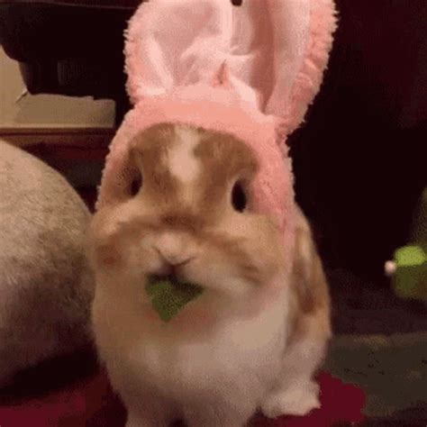 Explore and share the best Cute-rabbit GIFs and most popular animated GIFs here on GIPHY. Find Funny GIFs, Cute GIFs, Reaction GIFs and more.. 