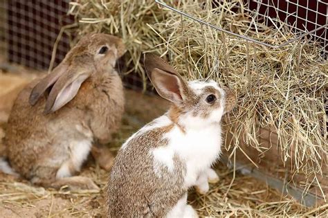 Rabbit hay. Rabbits are herbivores and grass and hay are major parts of their diets. Pellets, generally sold for domesticated rabbits, can be fed to wild rabbits, but they are a high-fiber con... 