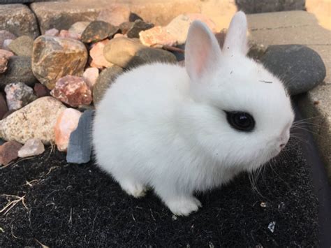 5 dutch bunnies:, 5 black or blue and white bunnies for sale very cute and mild great pets…. 20 days oldread more; Female Lionhead Rehoming:, 10-11 month old Lionhead female rabbit 🐇 Comes with cage w/attachable litter box. She is friendly, been around multipl... read more; Rabbits for Sale by Breed. 
