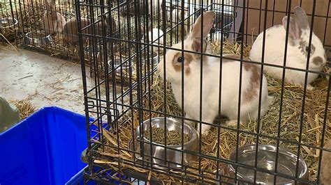 Rabbit rescued from side of I-80 freeway