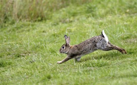 Rabbit running. For the dog owners, though, running rabbits is a serious business that involves choosing good dogs—typically beagles and often a whole pack—training them, and hunting with them often enough to ... 
