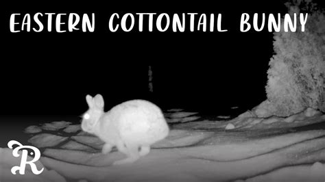 We would like to show you a description here but the site won’t allow us. . Rabbitcams