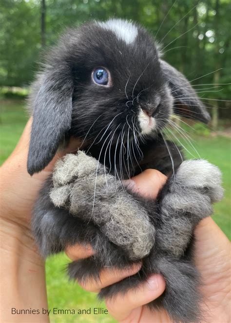 Rabbits for Sale in PA Pennsylvania. Pennsylvania Rabbit Breeders