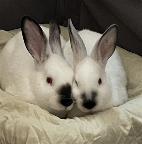 Rabbits for Sale in Pittsfield, MA Pets on Oodle Classifieds