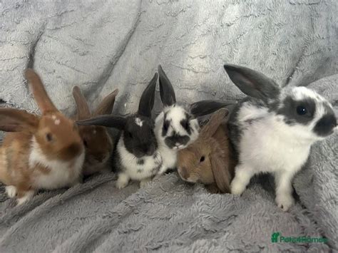 Rabbits for sale in Wellingborough Pets4Homes