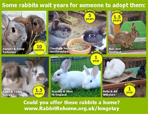 Rabbits rehoming near me. Giving animals a second chance since 1968. Our charity receives no government funding; we rely on the generosity of people like you. Operating a no-kill animal sanctuary requires a lot of resources - vets, food and heating bills for all our animals, some of whom will be with us for the rest of their lives. Every donation counts, no matter how ... 
