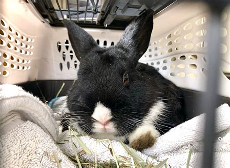 Rabbits rescued in SF Golden Gate Heights Park need forever homes