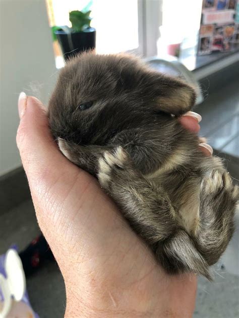 Rabbits-for-sale in Rayleigh, Essex - Gumtree