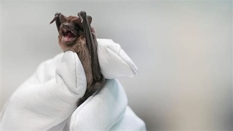 Rabid bat found at Zilker Park, city says