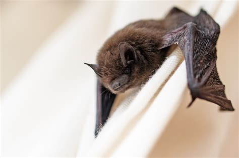 Rabid bat found in Lake St. Louis home