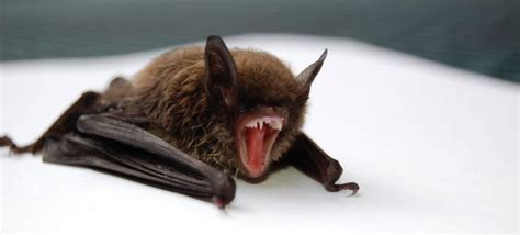 Rabid bats are more common in summer and fall months, L.A. County health officials warn
