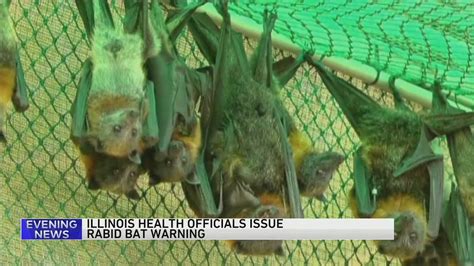 Rabid bats found in Chicago area; IDPH issues warning