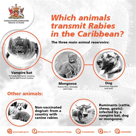 Rabies Other Types of Animal Bites - oklahoma.gov