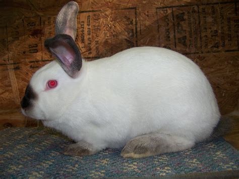 Rabit for sale. Baker Family Rabbitry. Madison, Wisconsin, United States. bakerfamilyrabbitry@gmail.com. Himalayan, Polish, and Havana rabbit breeder in Wisconsin. Healthy, quality rabbits that compete at the state and national level, bred to standard. 