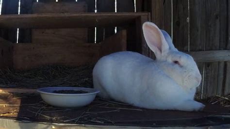 The Brooklyn Bunny Cam features Roebling, a Dwarf Hotot house rabbit. . Rabittcams