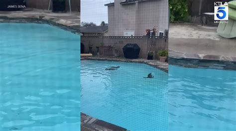Raccoon 'pool party' caught on video in Huntington Beach