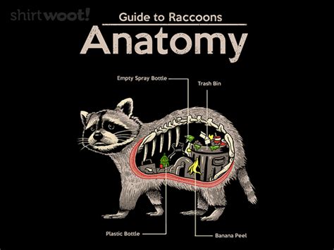 Raccoon Anatomy