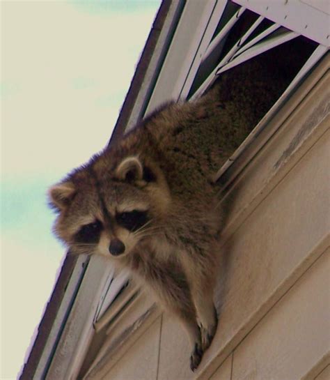 Raccoon Removal Services - Raccoon In Attic VA Wildlife