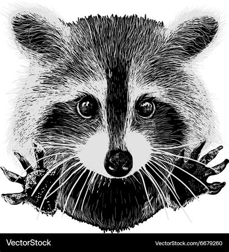 Raccoon Vectors & Illustrations for Free Download Freepik