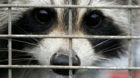 Raccoon brought to pet store, kissed by other customers euthanized
