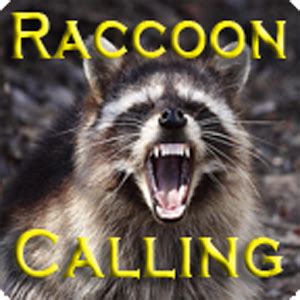 Raccoons are mainly nocturnal. I hear other callers talk about calling coons in daylight. I can only recall luring in three in daylight, and these came in during early morning or late evening. I employ the same equipment I use when night calling for bobcats and fox. Wear camouflage. The raccoon has excellent night vision.