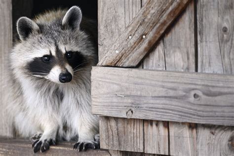 Raccoon euthanized after pet store visit in Maine