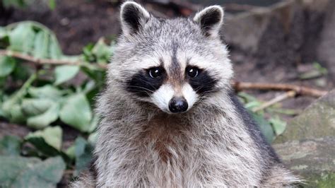 Raccoon euthanized after woman brings it to Maine pet store and other customers kiss it