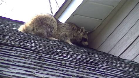 Raccoon in attic. Raccoon in the attic. They are destructive and sneaky, but they can be dealt with if you know how. Raccoons like to live in attics during the winter time because it’s warm up there from all of the heat that is pumped out by your furnace. They also enjoy ripping apart plumbing systems which leads them into trouble since they don’t have hands so they use … 