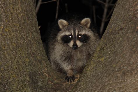 Raccoon in backyard at night. Foraging: Raccoons are opportunistic omnivores and will eat a variety of foods. Climbing trees at night allows them to reach fruits, nuts, and other food sources that may be out of reach on the ground. Navigation: Climbing trees can also help raccoons navigate their environment. By climbing up high, they can get a better view of their ... 