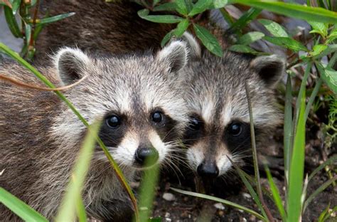 Raccoon mating season typically starts in January. It can last