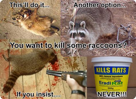 Raccoon poison. Raccoons are cute and furry, but they can also be a nuisance and a danger to your property. They are notorious for causing damage to homes, gardens, and even cars. Removing raccoon... 