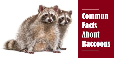 Raccoon season indiana. Before you decide to adopt a pet raccoon as an Indiana resident, it is important to first learn the specific state laws and regulations surrounding exotic pet ownership. Continue below to review the facts you need to know about pet raccoons in Indiana. Indiana Raccoon Removal and Control 317-535-4605 State Regulations for Pet Raccoons 
