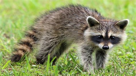 Raccoons University of Maryland Extension - UMD